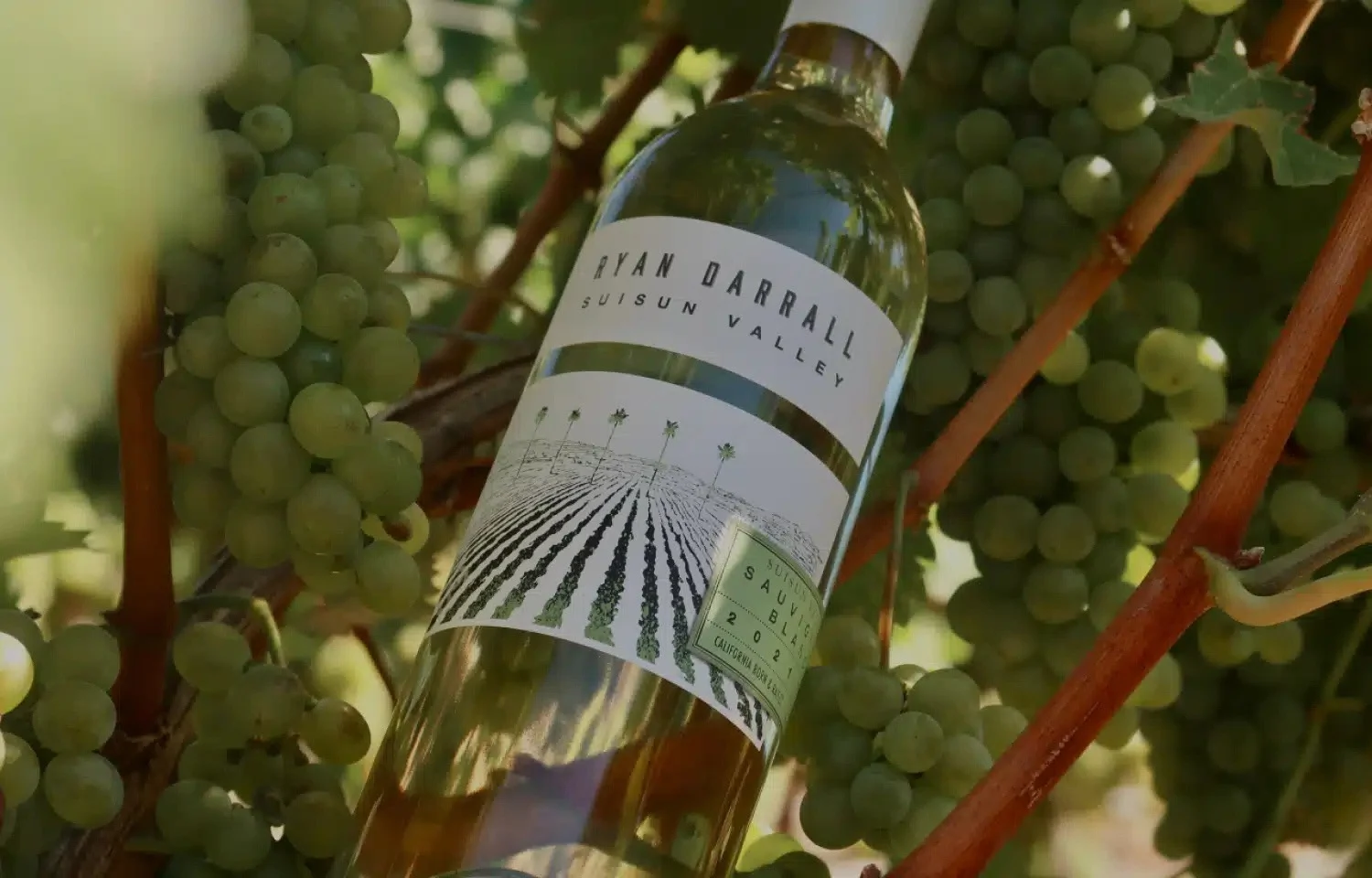 Bottle of Ryan Darrall Wine held in front of vineyard rows.