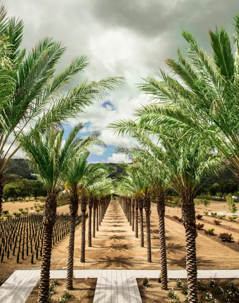Bottle and glass of Caymus–Suisun wine overlooking vineyard rows.