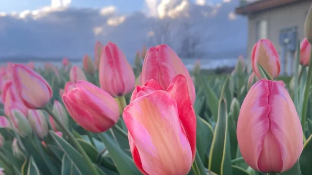 Fresh tulips at HvH Specialty Growers farm in Fairfield.