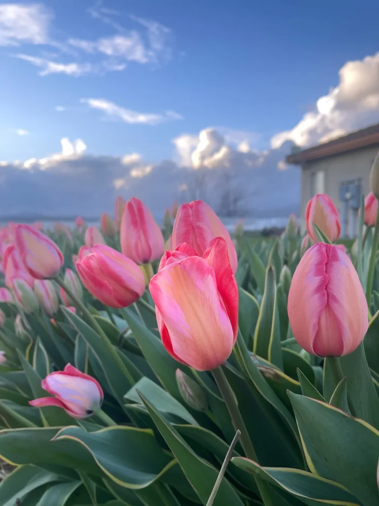 Fresh tulips at HvH Specialty Growers farm in Fairfield.