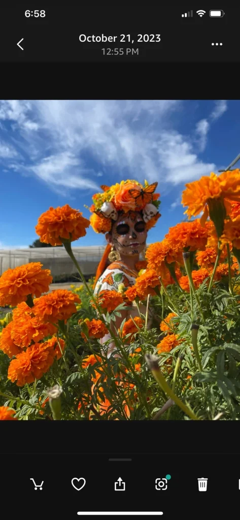 Fresh tulips at HvH Specialty Growers farm in Fairfield.