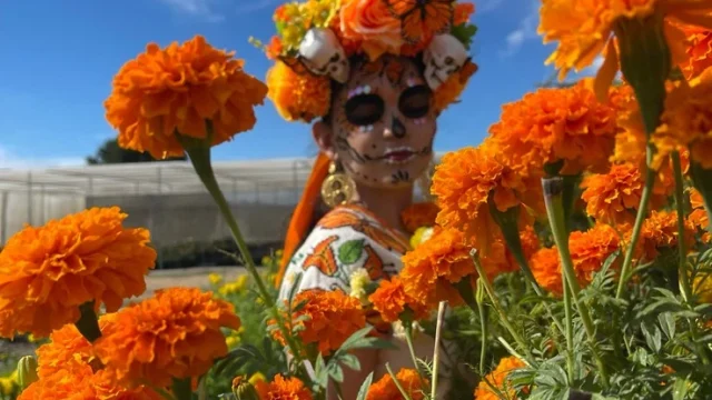 Fresh tulips at HvH Specialty Growers farm in Fairfield.