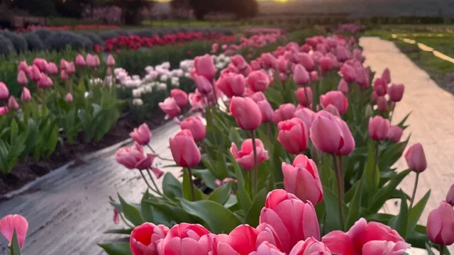 Fresh tulips at HvH Specialty Growers farm in Fairfield.